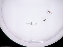 Poissons-Mécanismes comportementaux_Robotique-L4_8362