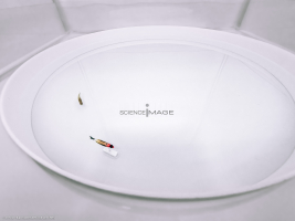 Poissons-Mécanismes comportementaux_Robotique-L4_8436
