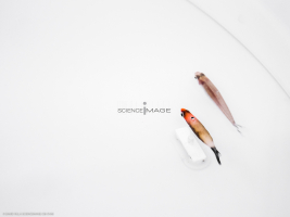 Poissons-Mécanismes comportementaux_Robotique-L4_8529