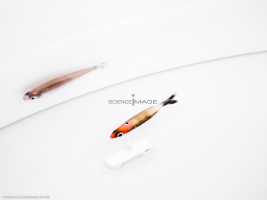 Poissons-Mécanismes comportementaux_Robotique-L4_8573