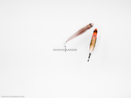Poissons-Mécanismes comportementaux_Robotique-L4_8639