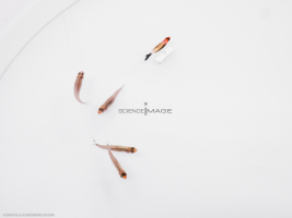 Poissons-Mécanismes comportementaux_Robotique-L4_8887