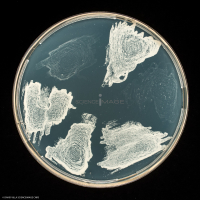 Culture Cellulaire_H3946