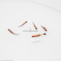 Poissons-Mécanismes comportementaux_Robotique-L4_8912