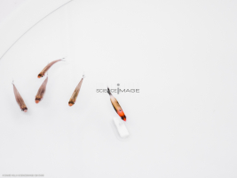 Poissons-Mécanismes comportementaux_Robotique-L4_8922