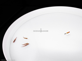 Poissons-Mécanismes comportementaux_Robotique-L4_8931