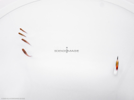 Poissons-Mécanismes comportementaux_Robotique-L4_8951