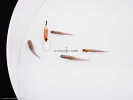 Poissons-Mécanismes comportementaux_Robotique-L4_9007