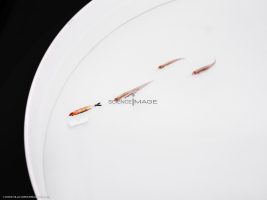 Poissons-Mécanismes comportementaux_Robotique-L4_9021