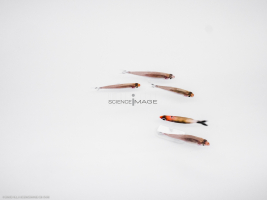 Poissons-Mécanismes comportementaux_Robotique-L4_9048
