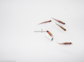 Poissons-Mécanismes comportementaux_Robotique-L4_9053