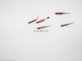 Poissons-Mécanismes comportementaux_Robotique-L4_9067