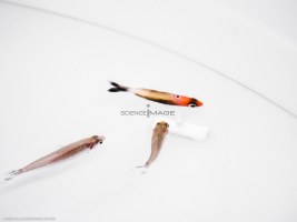 Poissons-Mécanismes comportementaux_Robotique-L4_9110