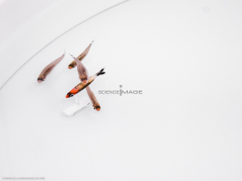 Poissons-Mécanismes comportementaux_Robotique-L4_9125