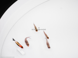 Poissons-Mécanismes comportementaux_Robotique-L4_9133