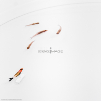 Poissons-Mécanismes comportementaux_Robotique-L4_9308