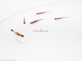 Poissons-Mécanismes comportementaux_Robotique-L4_9400