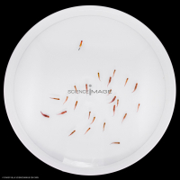 Poissons-Mécanismes comportementaux_Robotique-L4_9490