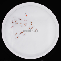 Poissons-Mécanismes comportementaux_Robotique-L4_9590