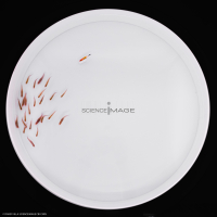 Poissons-Mécanismes comportementaux_Robotique-L4_9595