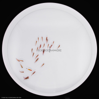 Poissons-Mécanismes comportementaux_Robotique-L4_9598