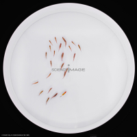 Poissons-Mécanismes comportementaux_Robotique-L4_9601