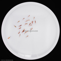 Poissons-Mécanismes comportementaux_Robotique-L4_9673