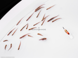 Poissons-Mécanismes comportementaux_Robotique-L4_9839