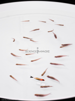 Poissons-Mécanismes comportementaux_Robotique-L4_9971