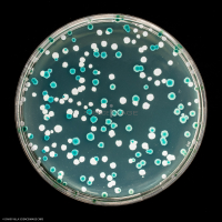 Culture Cellulaire_H3969