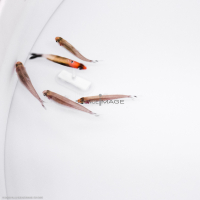 Poissons-Mécanismes comportementaux_Robotique-L4_9011
