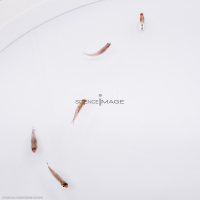 Poissons-Mécanismes comportementaux_Robotique-L4_8896