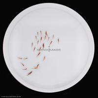 Poissons-Mécanismes comportementaux_Robotique-L4_9599