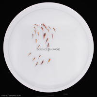 Poissons-Mécanismes comportementaux_Robotique-L4_9602