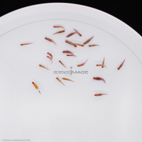 Poissons-Mécanismes comportementaux_Robotique-L4_9619