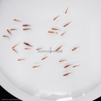 Poissons-Mécanismes comportementaux_Robotique-L4_9667