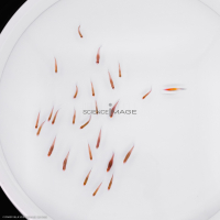 Poissons-Mécanismes comportementaux_Robotique-L4_9669