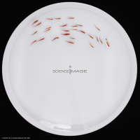 Poissons-Mécanismes comportementaux_Robotique-L4_9689