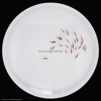 Poissons-Mécanismes comportementaux_Robotique-L4_9679
