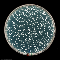 Culture Cellulaire_H4093