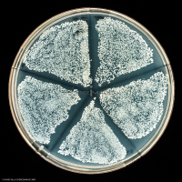 Culture Cellulaire_H4444