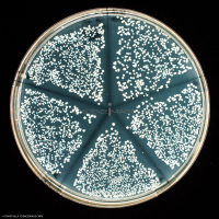 Culture Cellulaire_H4451