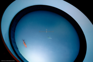 Dispositif Réalité Virtuelle Poissons_M2_0062