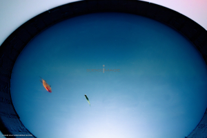 Dispositif Réalité Virtuelle Poissons_M2_0080