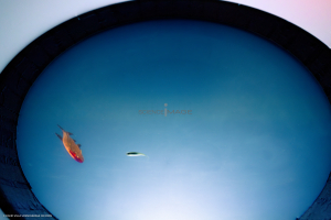 Dispositif Réalité Virtuelle Poissons_M2_0081
