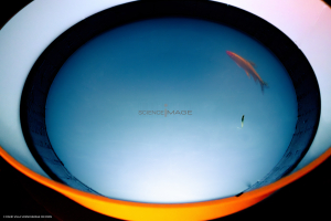 Dispositif Réalité Virtuelle Poissons_M2_0112