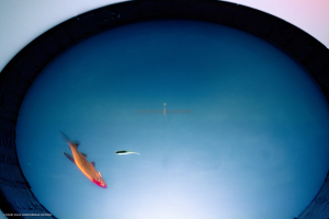 Dispositif Réalité Virtuelle Poissons_M2_0082