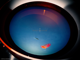 Dispositif Réalité Virtuelle Poissons_M2_0251