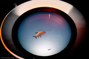 Dispositif Réalité Virtuelle Poissons_M2_0208