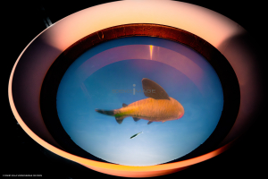 Dispositif Réalité Virtuelle Poissons_M2_0338